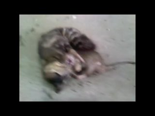 cat vs rat