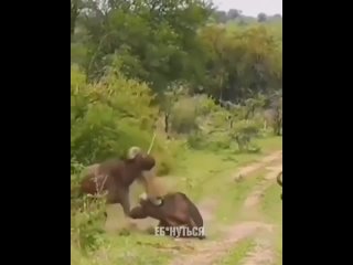 what kind of lion is this bull?