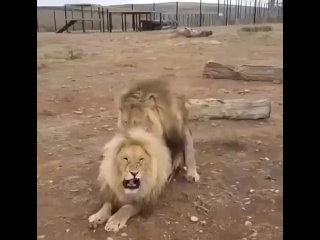 fuck and lions there too