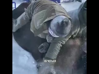 in vesyegonsk, poachers first chased a moose cow on snowmobiles and then strangled it with their bare hands.