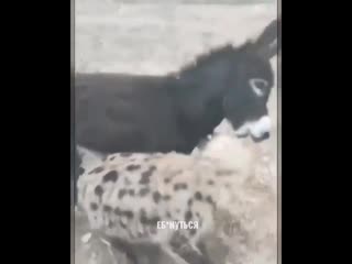 donkey vs hyena