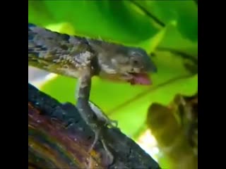 praying mantis vs lizard