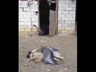 goose vs dog