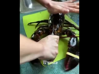 do you love lobsters?