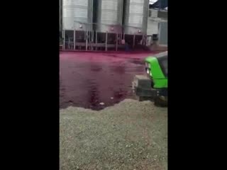 50,000 liters of wine spilled from a damaged cistern in spain. it hurts to watch