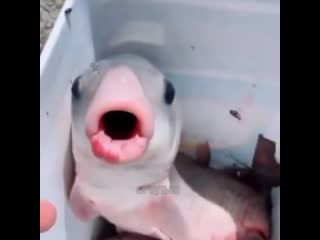 if i had a fish like this...