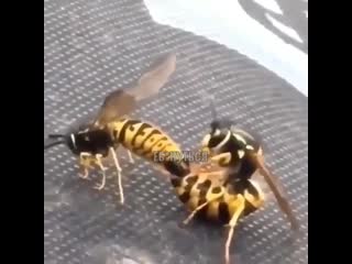 you are a bee i am a bee