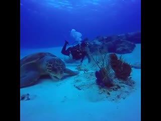 the size of this turtle is impressive. she's just gigantic