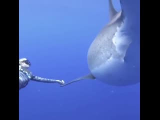 great white shark and snack