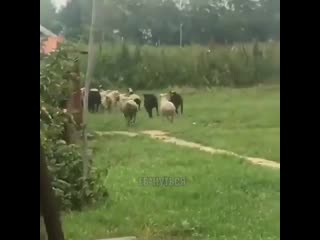 cannabis plantations in the background fucked down