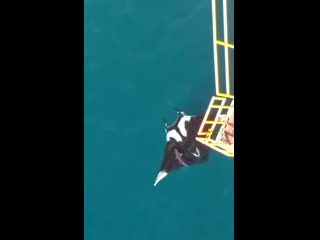 huge stingray monster from the caribbean