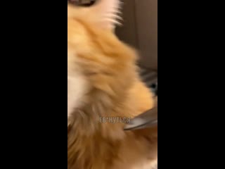 ice cream vs cat