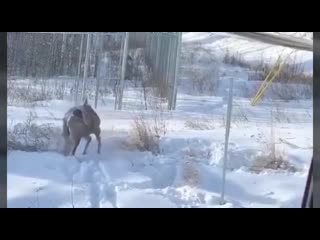 a lynx slightly larger than a fat cat crushed a deer