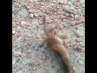 asian hornet vs mouse